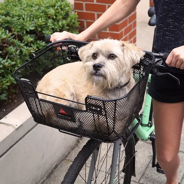 καλάθι ποδηλάτου σκύλου