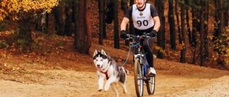 Πώς να μεταφέρετε έναν σκύλο σε ένα ποδήλατο: οι καλύτεροι τρόποι