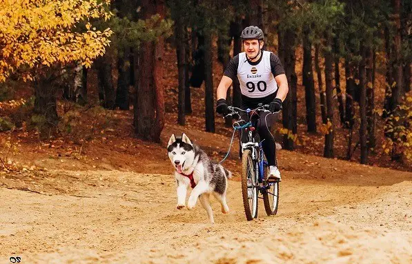 πότε αξίζει να μεταφέρετε ένα σκύλο σε ένα ποδήλατο