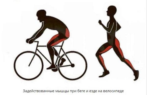 μύες που εμπλέκονται κατά το τρέξιμο και την ποδηλασία
